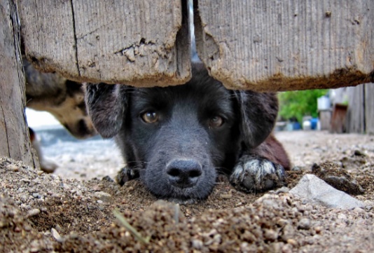 ITAJUÍPE: ONG PAITA TEM REGISTRO OFICIALIZADO PARA CUIDAR DE ANIMAIS.