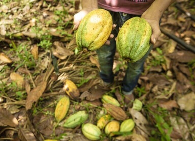 ILHÉUS: PRODUTORES DE CACAU ANUNCIAM PROTESTO CONTRA IMPORTAÇÃO
