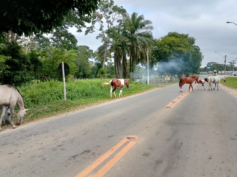 Itajuípe: Animais soltos em vias públicas colocam motoristas e pedestres em risco.